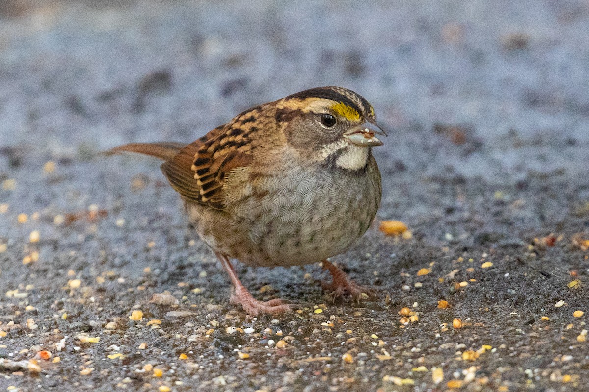White-throated Sparrow - John Reynolds