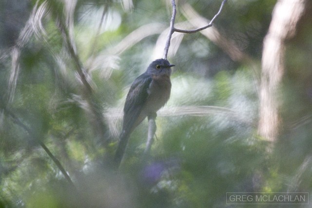 Fan-tailed Cuckoo - Greg McLachlan