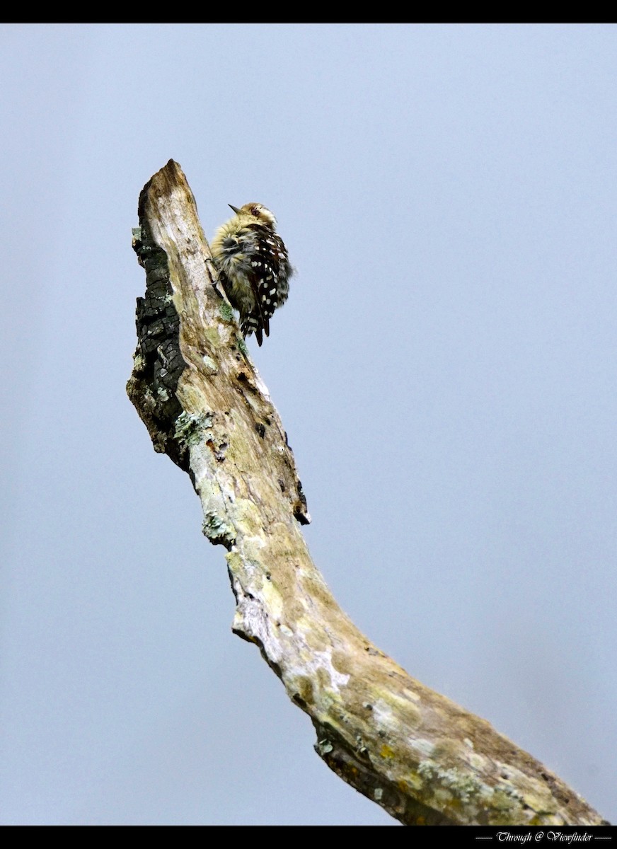 Brown-capped Pygmy Woodpecker - ML38732181