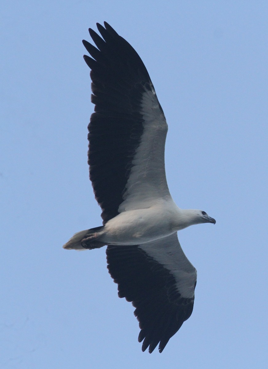 White-bellied Sea-Eagle - Manoj Karingamadathil