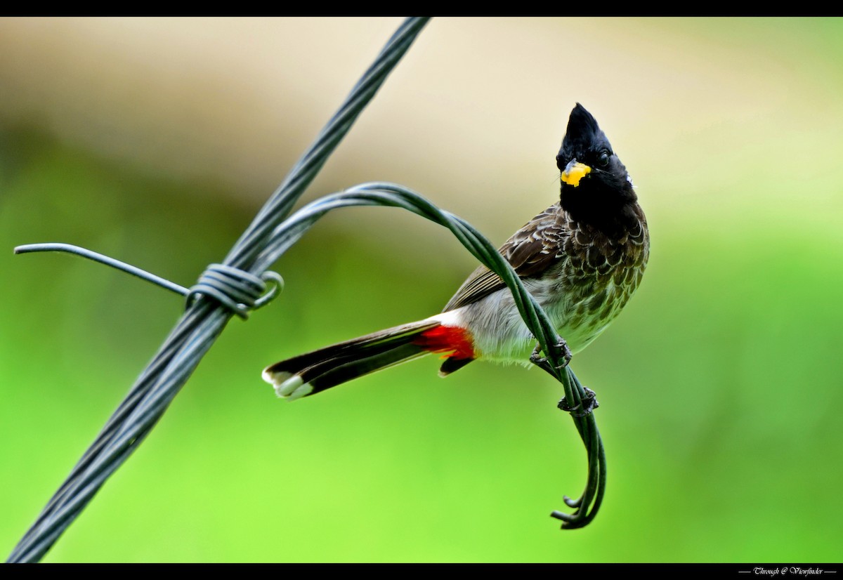 Red-vented Bulbul - ML38732281