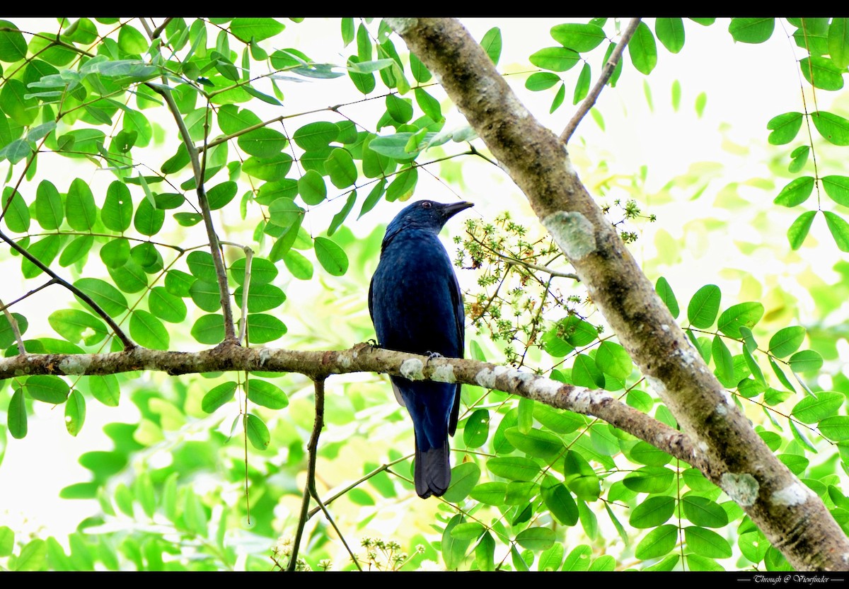 Asian Fairy-bluebird - Prashobh Ailyam Nair