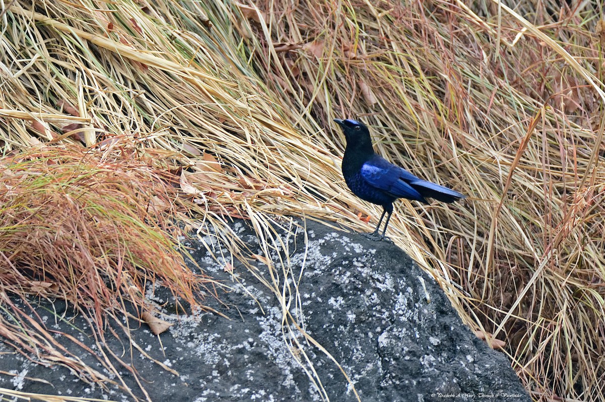 Малабарская синяя птица - ML38732421
