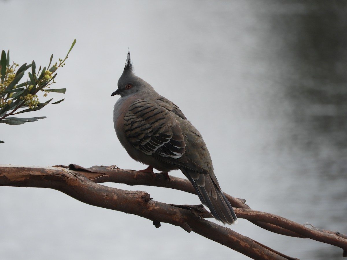 Crested Pigeon - Charles Silveira