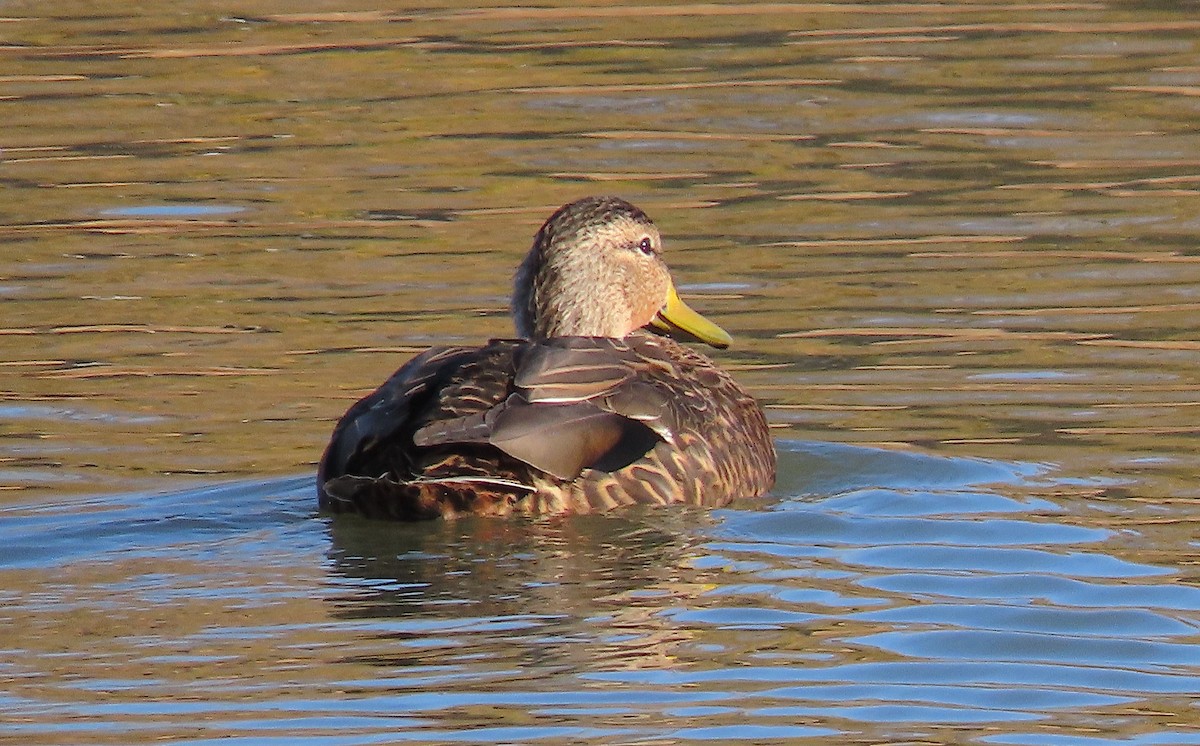 Mexican Duck - ML387334331