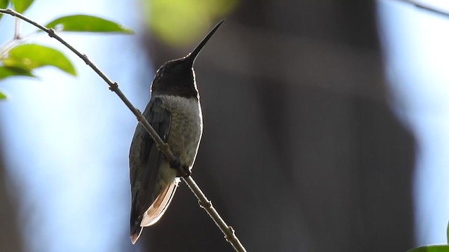 Black-chinned Hummingbird - ML387336091
