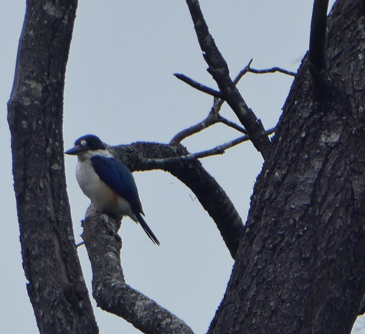Forest Kingfisher - ML387337801