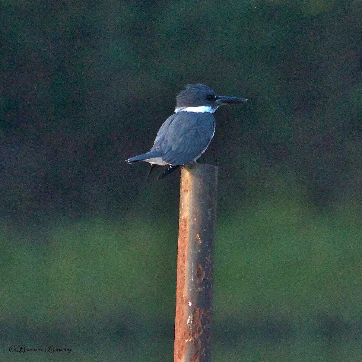 Belted Kingfisher - ML38734471
