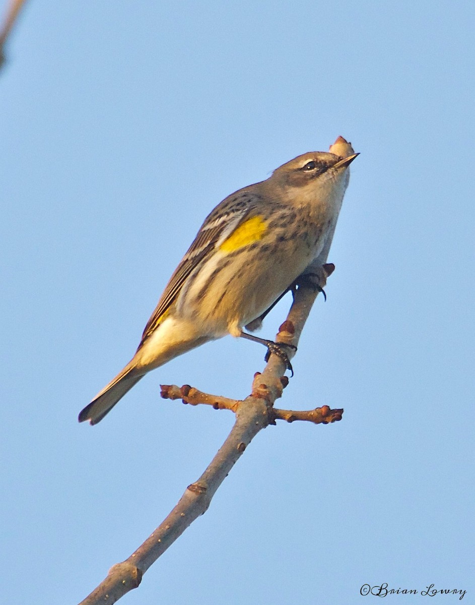Yellow-rumped Warbler - ML38734481
