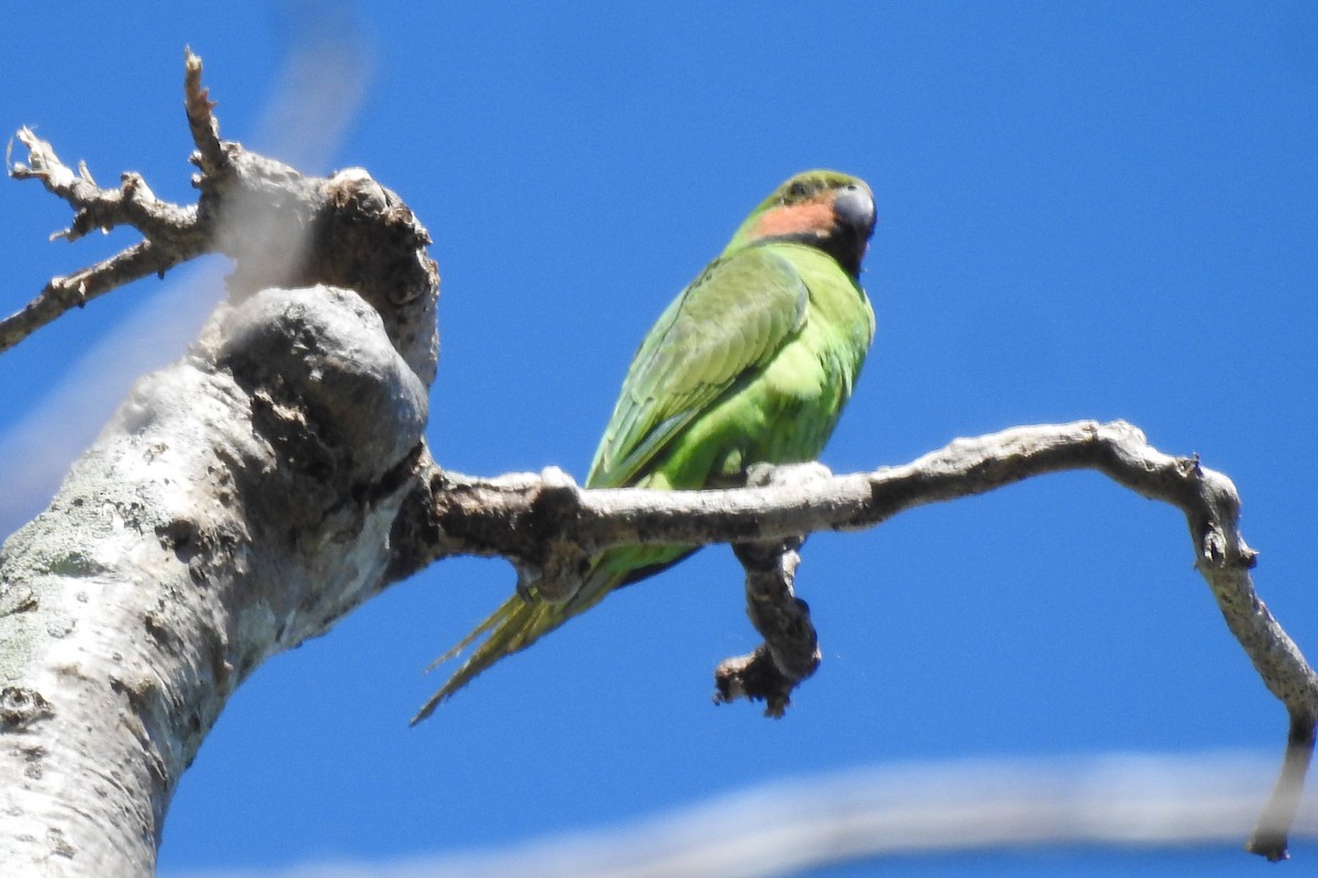 Long-tailed Parakeet - ML387347471