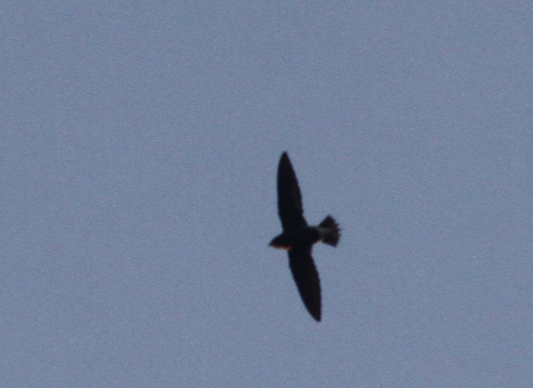 Brown-backed Needletail - ML387348521