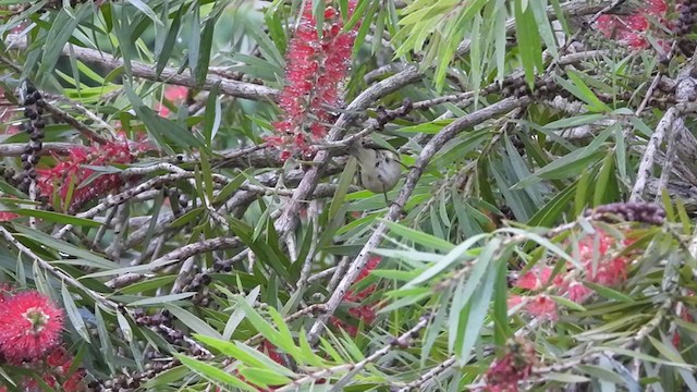 Large-billed Leaf Warbler - ML387348581