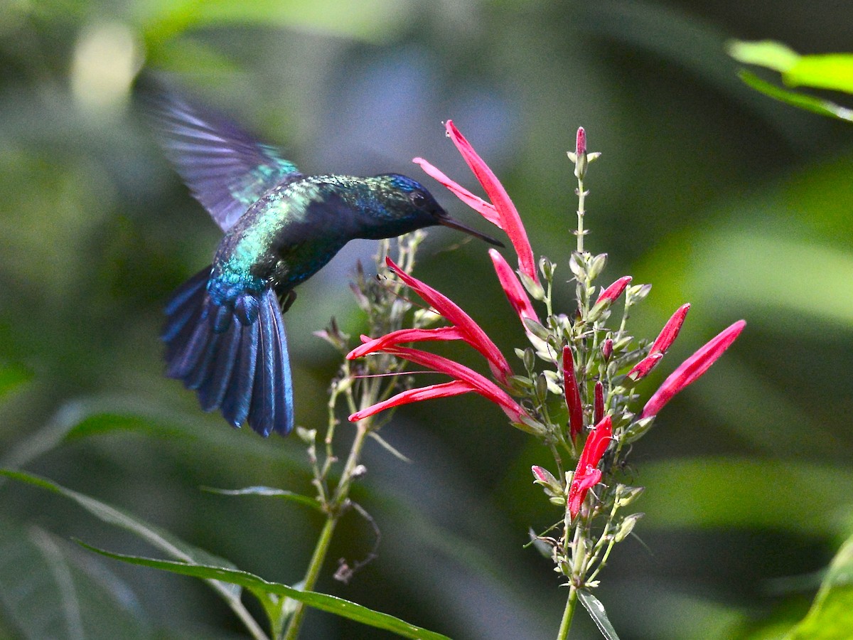 Blue-headed Hummingbird - Alan Van Norman