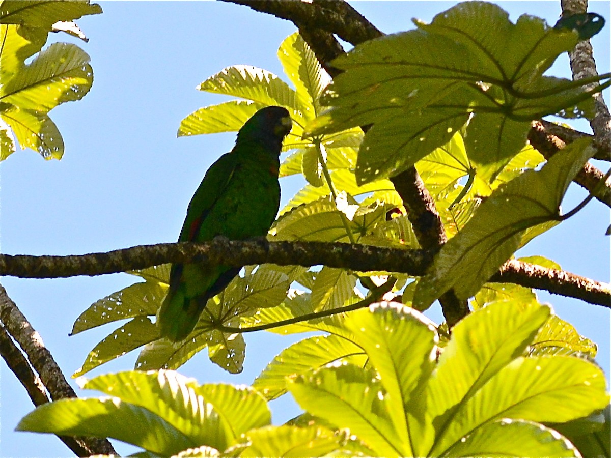 Red-necked Parrot - ML38735141
