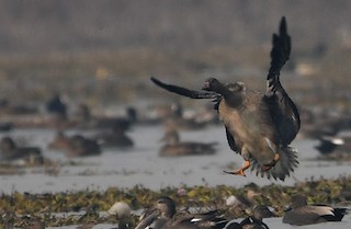 Greater White-fronted Goose, ML387352561