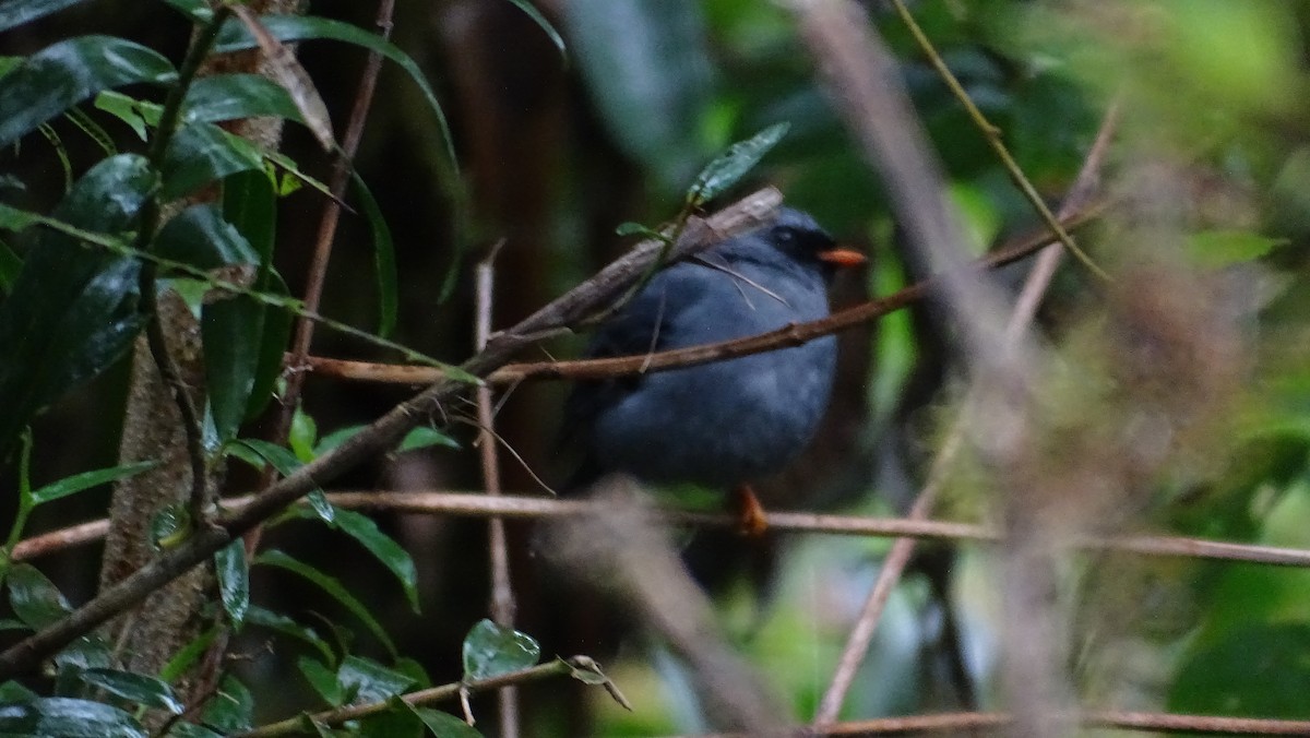 Black-faced Solitaire - ML387353581
