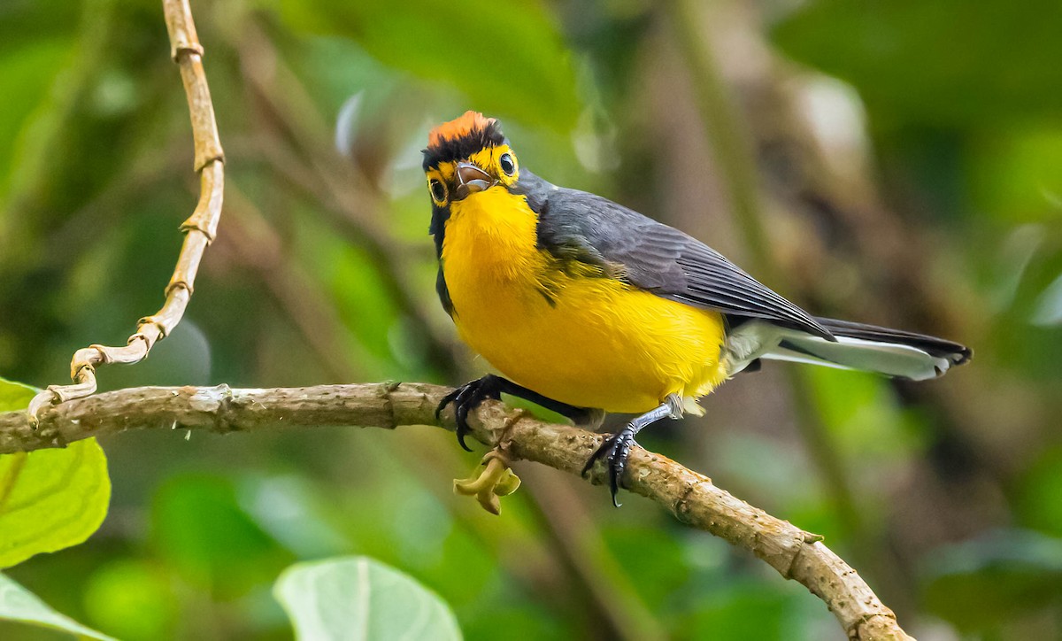 Spectacled Redstart ML387354291