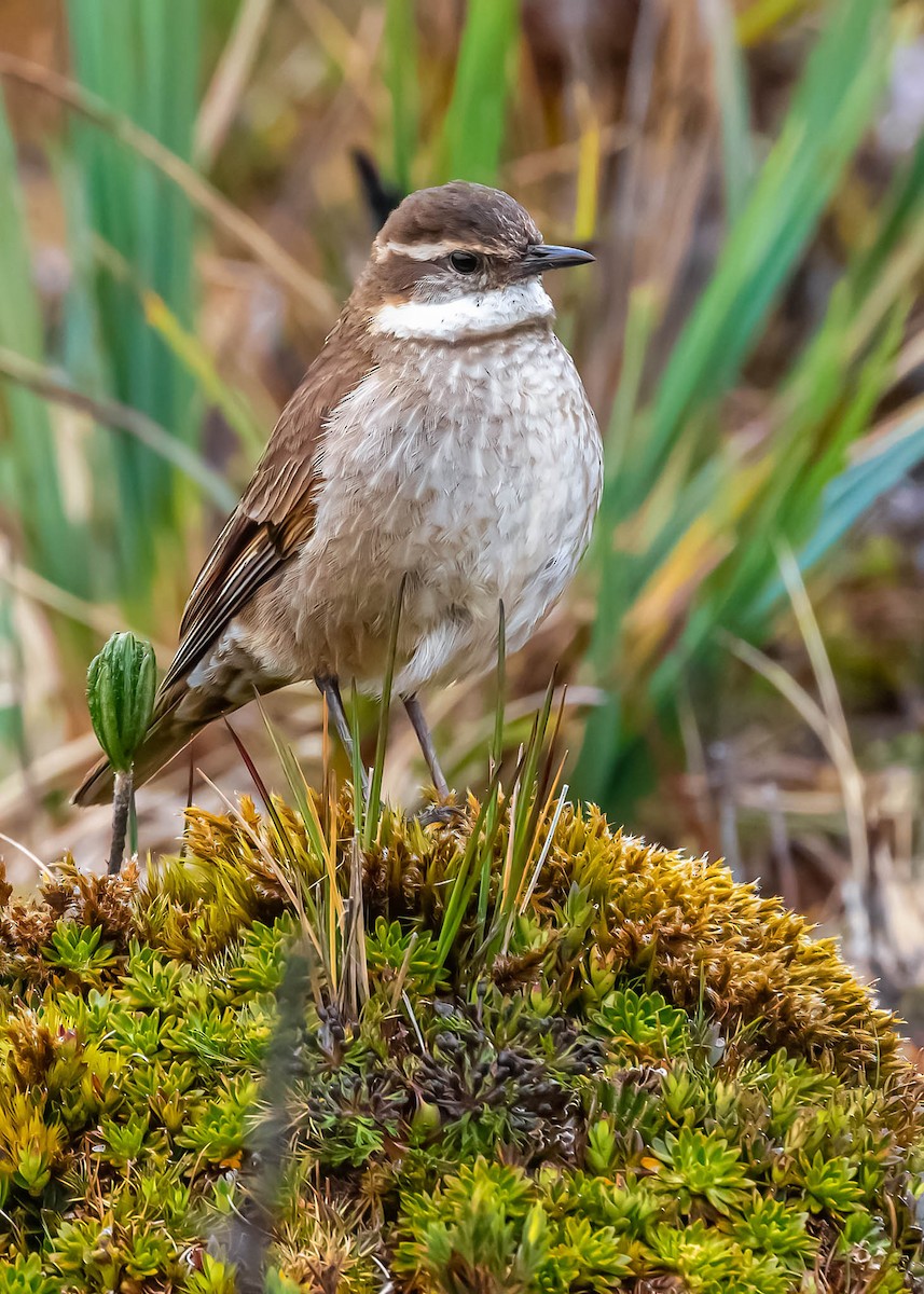 Chestnut-winged Cinclodes - ML387358391