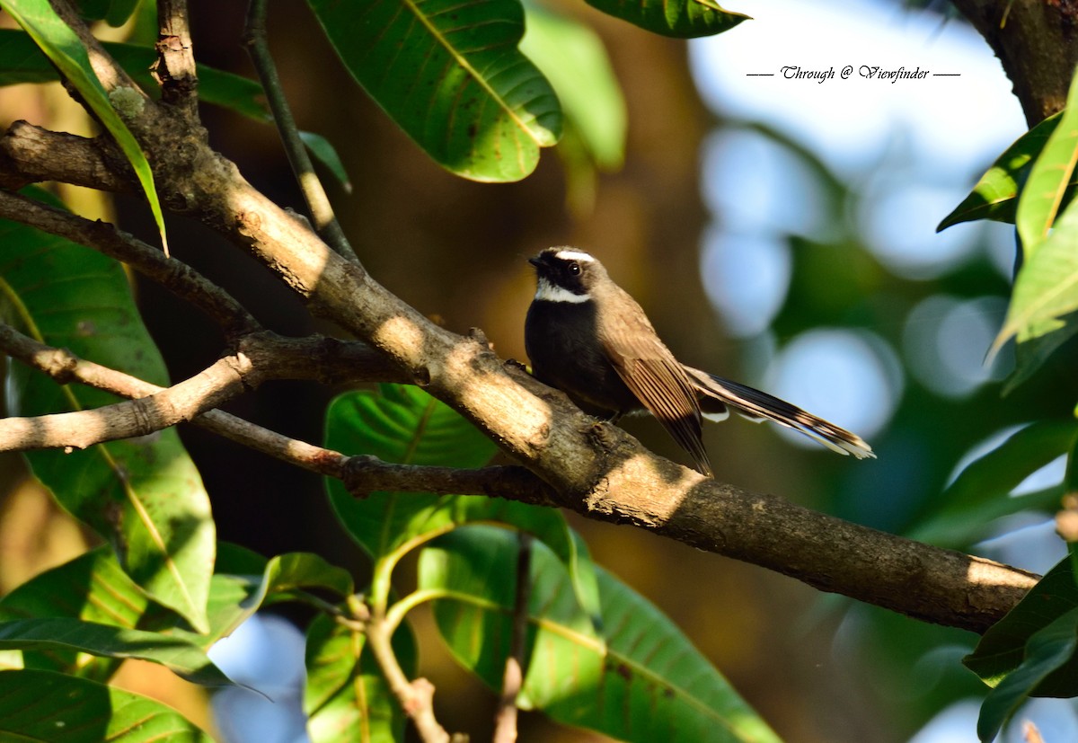 White-throated Fantail - ML38735921