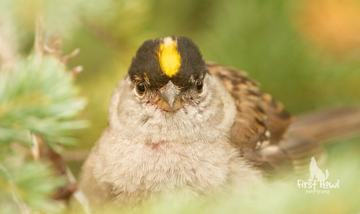 Golden-crowned Sparrow - ML387359811