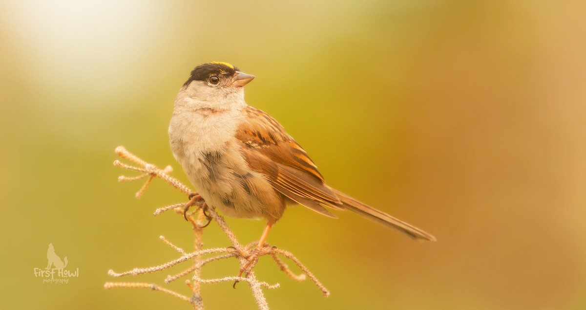 Golden-crowned Sparrow - Michelle Schreder