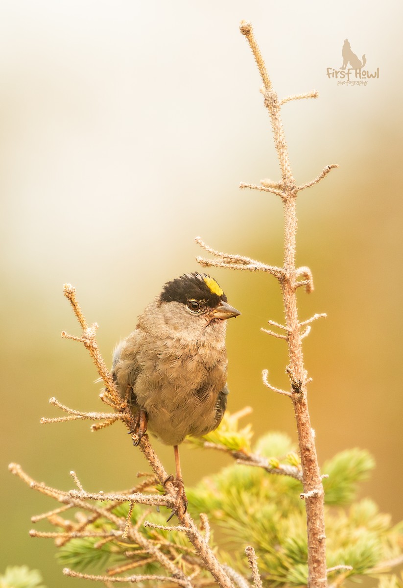 Golden-crowned Sparrow - ML387359841