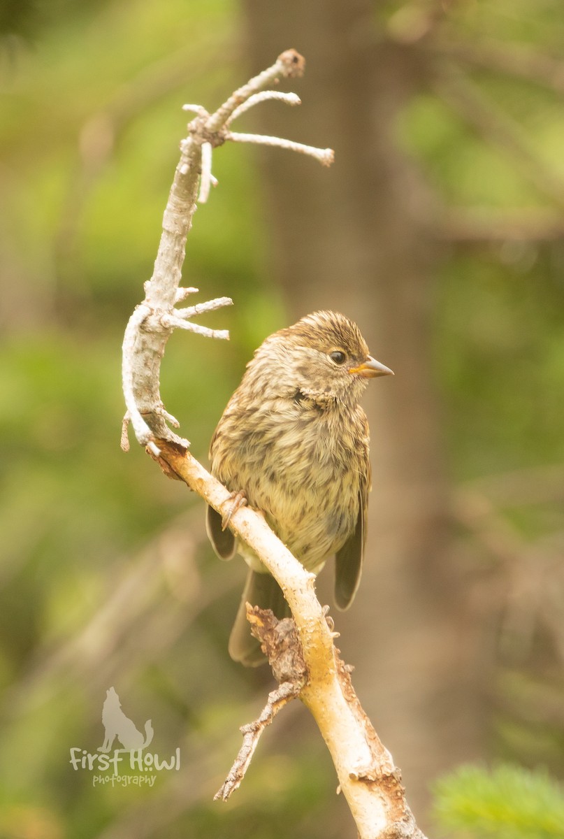 Golden-crowned Sparrow - ML387359861