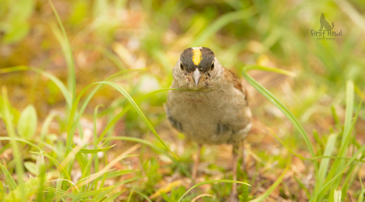 Golden-crowned Sparrow - Michelle Schreder