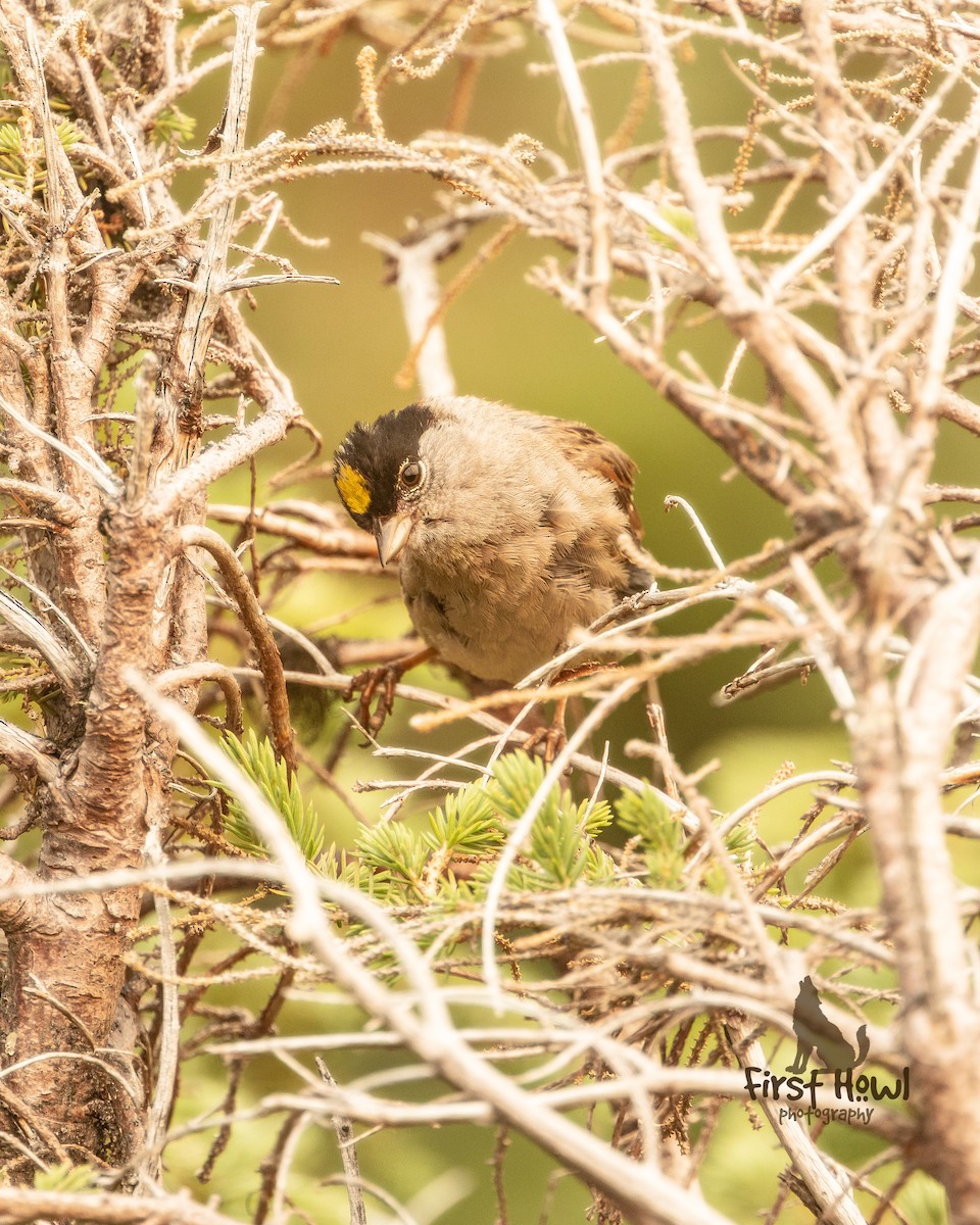 Golden-crowned Sparrow - ML387359881
