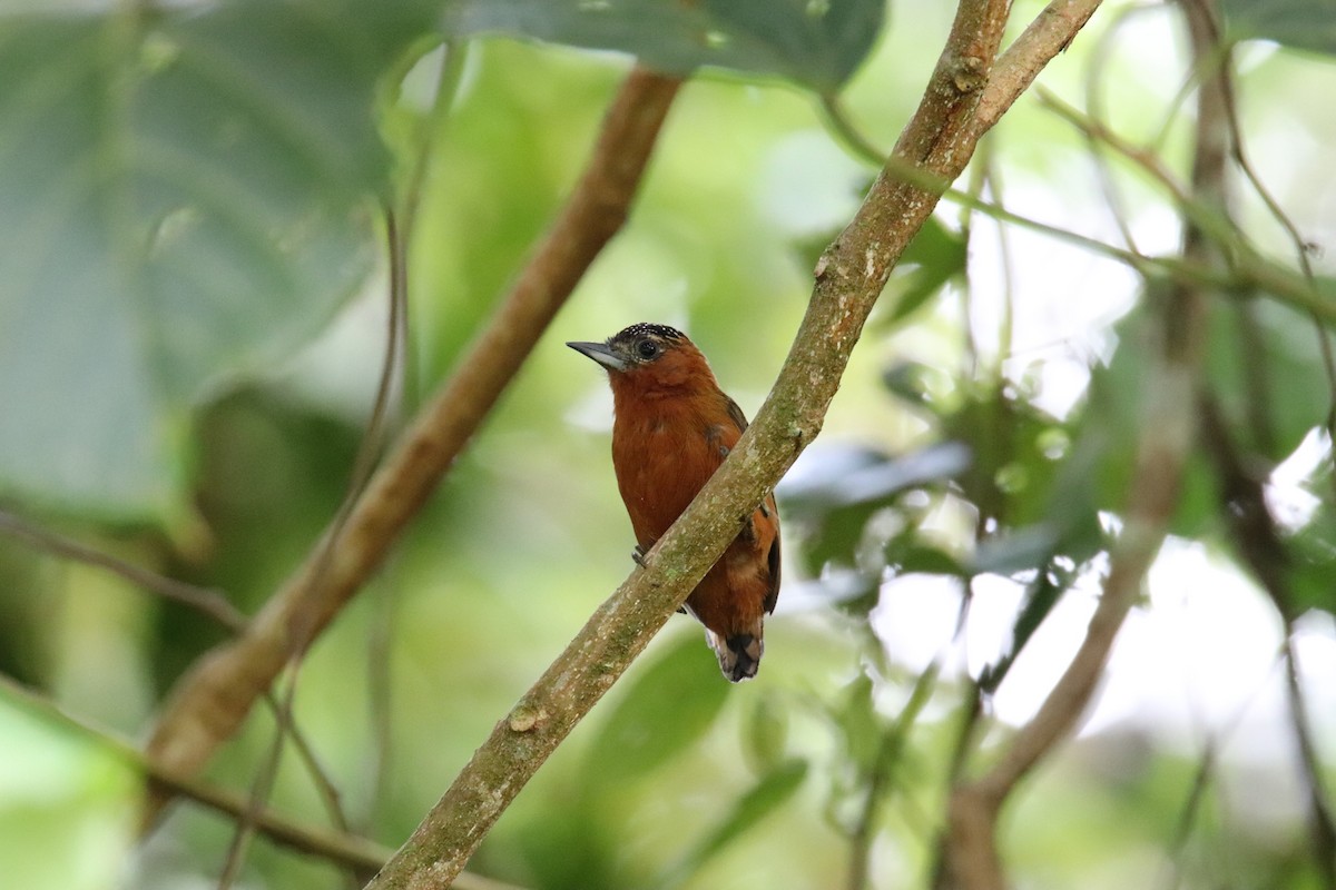 Rufous-breasted Piculet - ML387361441