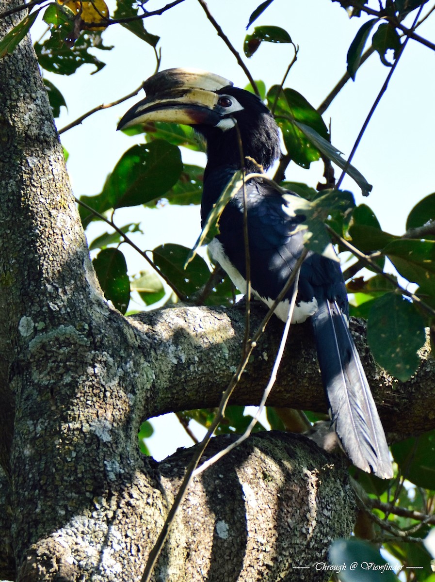 Oriental Pied-Hornbill - Prashobh Ailyam Nair