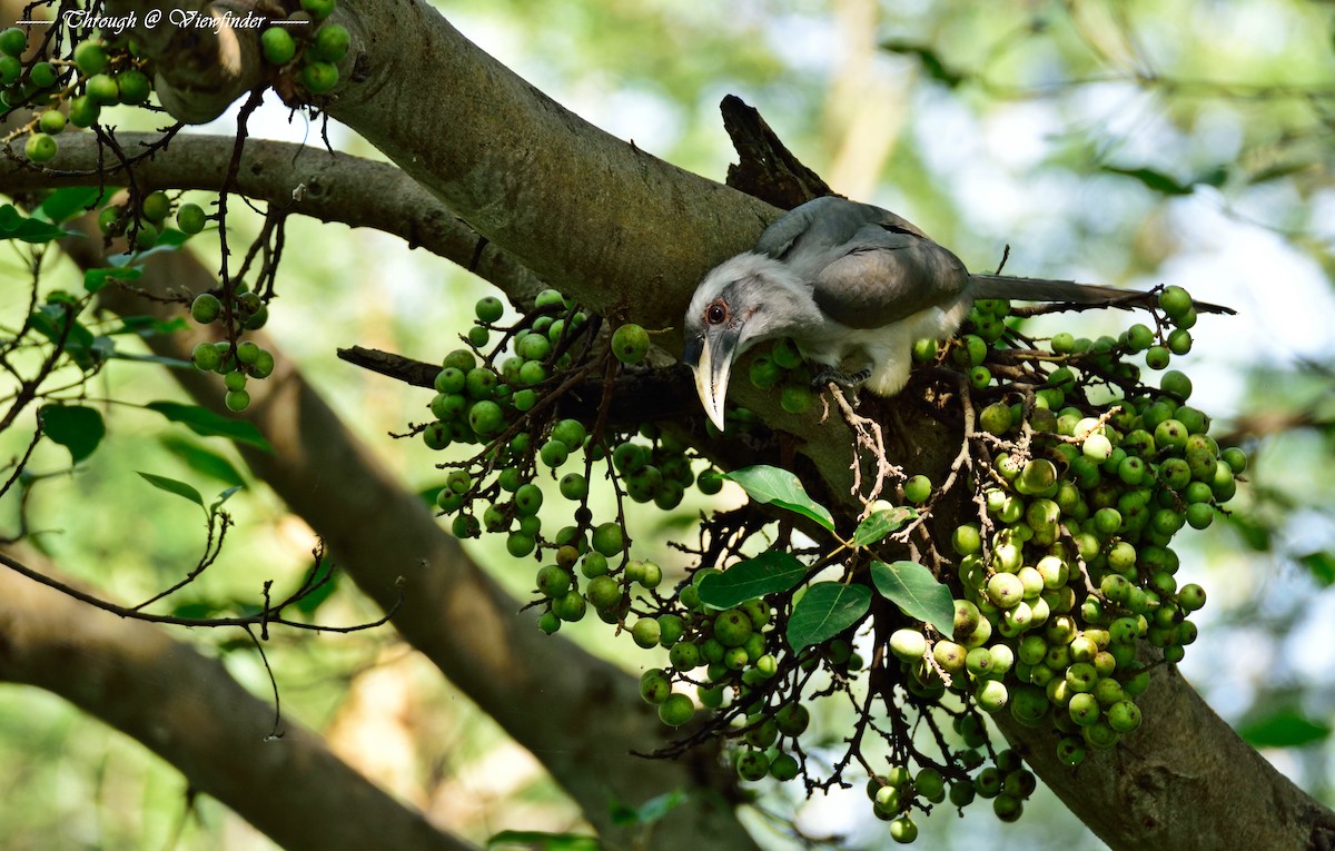 Indian Gray Hornbill - Prashobh Ailyam Nair