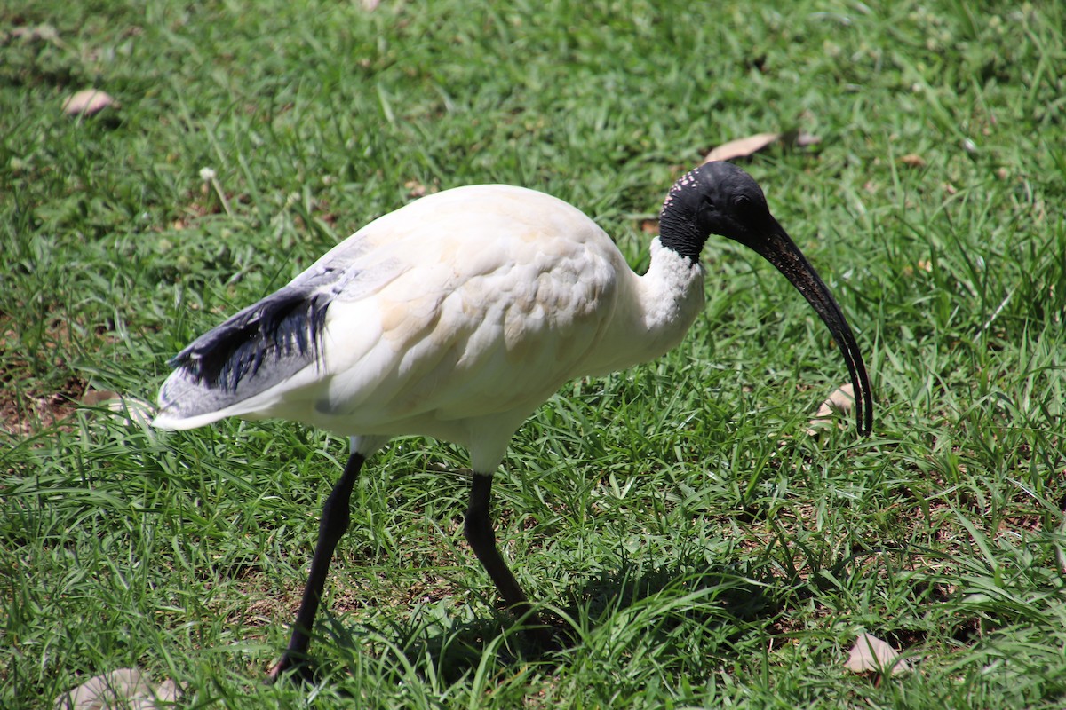 ibis australský - ML387365611