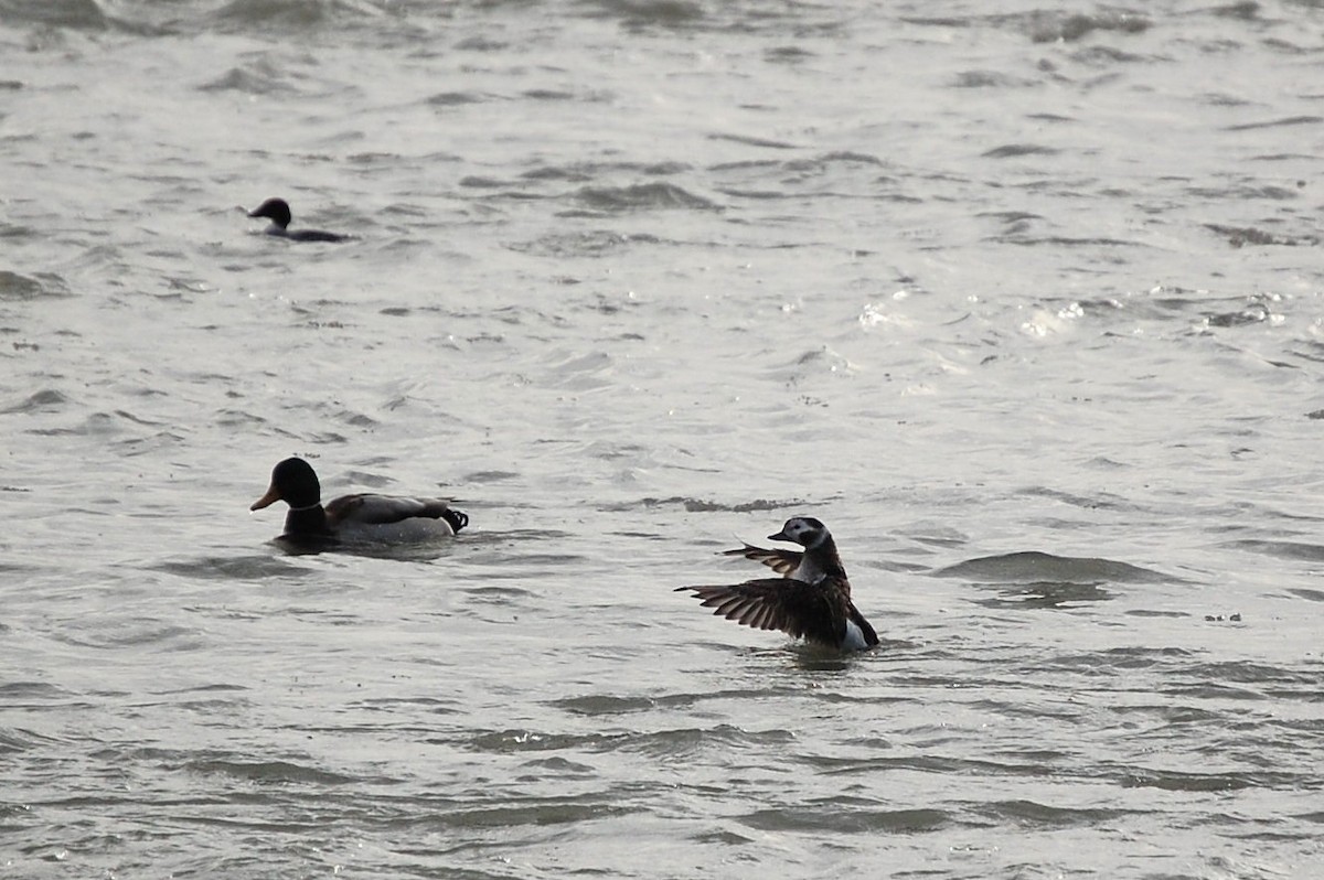 Long-tailed Duck - ML38736721