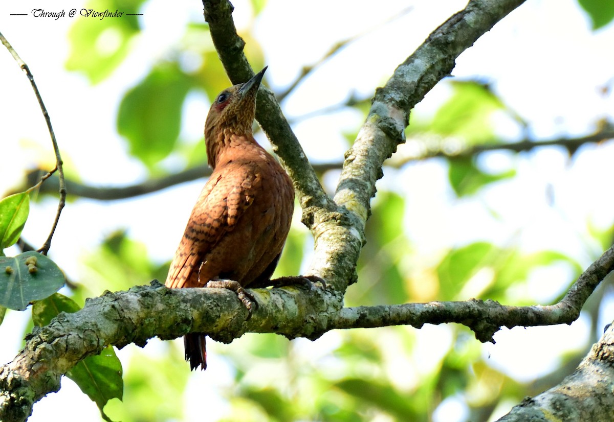 Rufous Woodpecker - Prashobh Ailyam Nair
