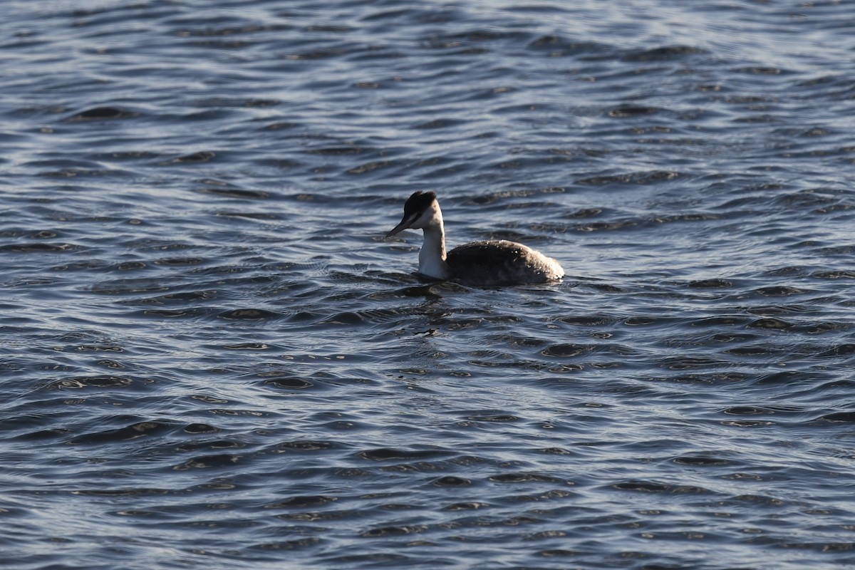 Great Crested Grebe - ML387368571