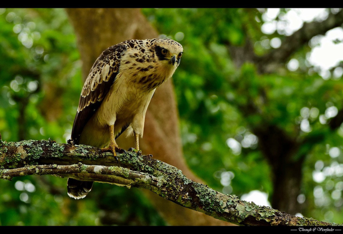 Crested Serpent-Eagle - Prashobh Ailyam Nair