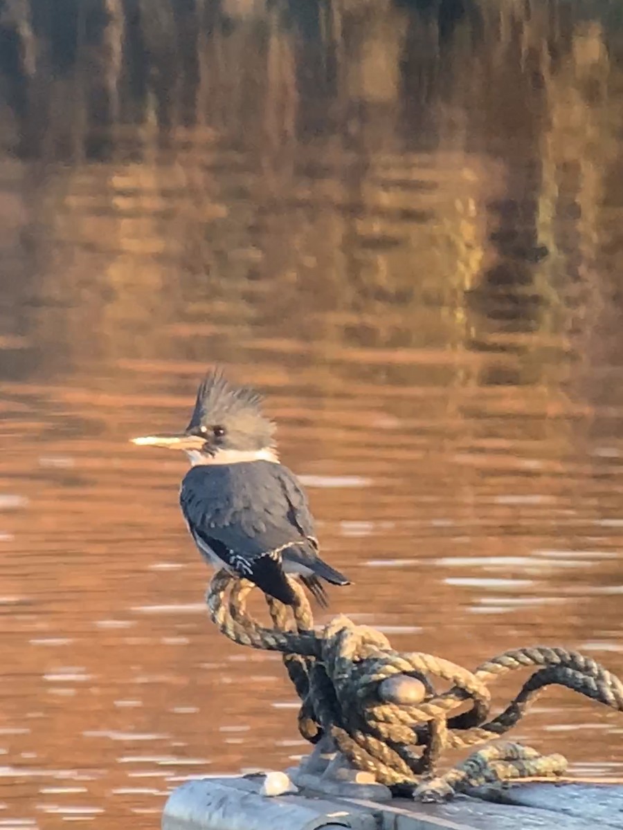 Belted Kingfisher - ML387369841