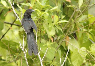  - Lesser Black Coucal