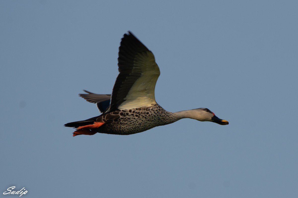 Indian Spot-billed Duck - Sudip Ghosh