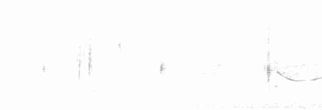 kulík bledý - ML387385311