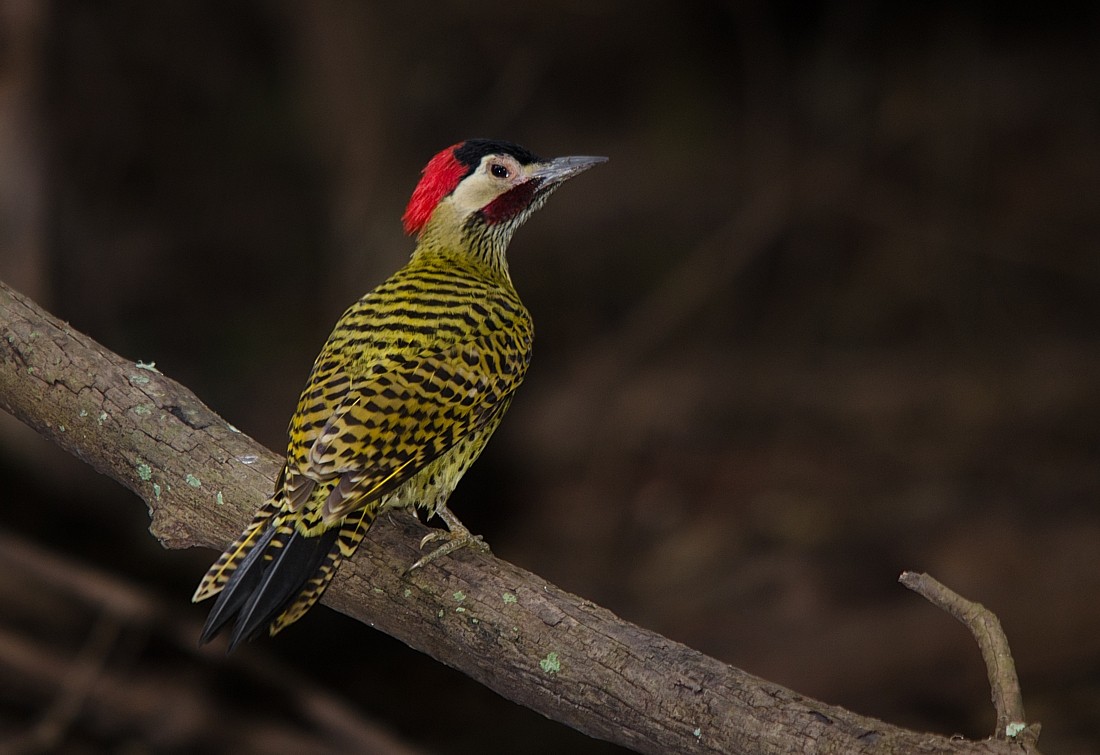 Green-barred Woodpecker - ML387396541