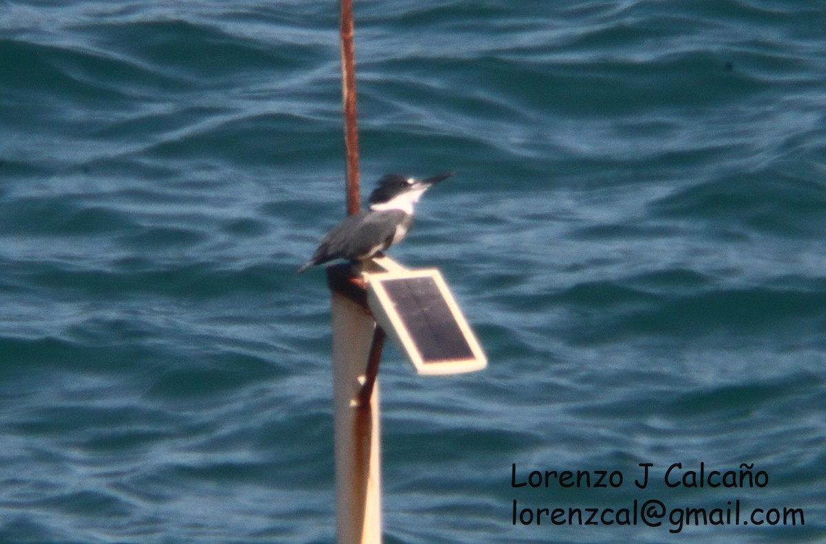 Belted Kingfisher - Lorenzo Calcaño