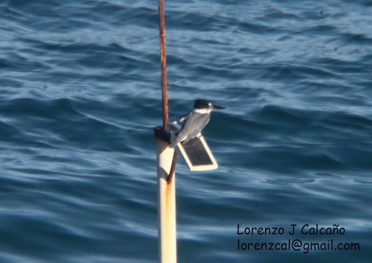 Belted Kingfisher - ML387404351