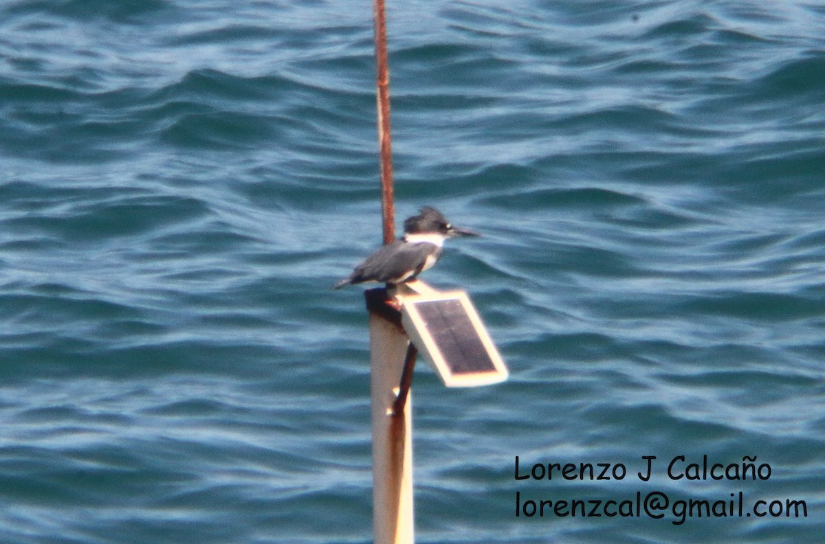 Belted Kingfisher - ML387404411