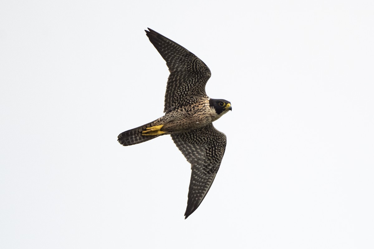 Peregrine Falcon (Indo-Pacific) - Wachara  Sanguansombat