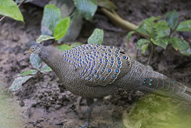 Gray Peacock-Pheasant - eBird