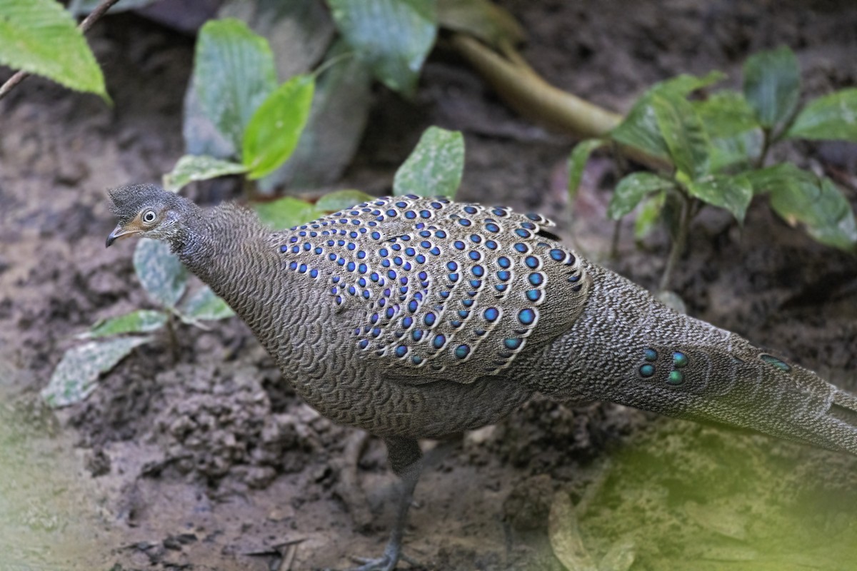 Gray Peacock-Pheasant - ML387413121