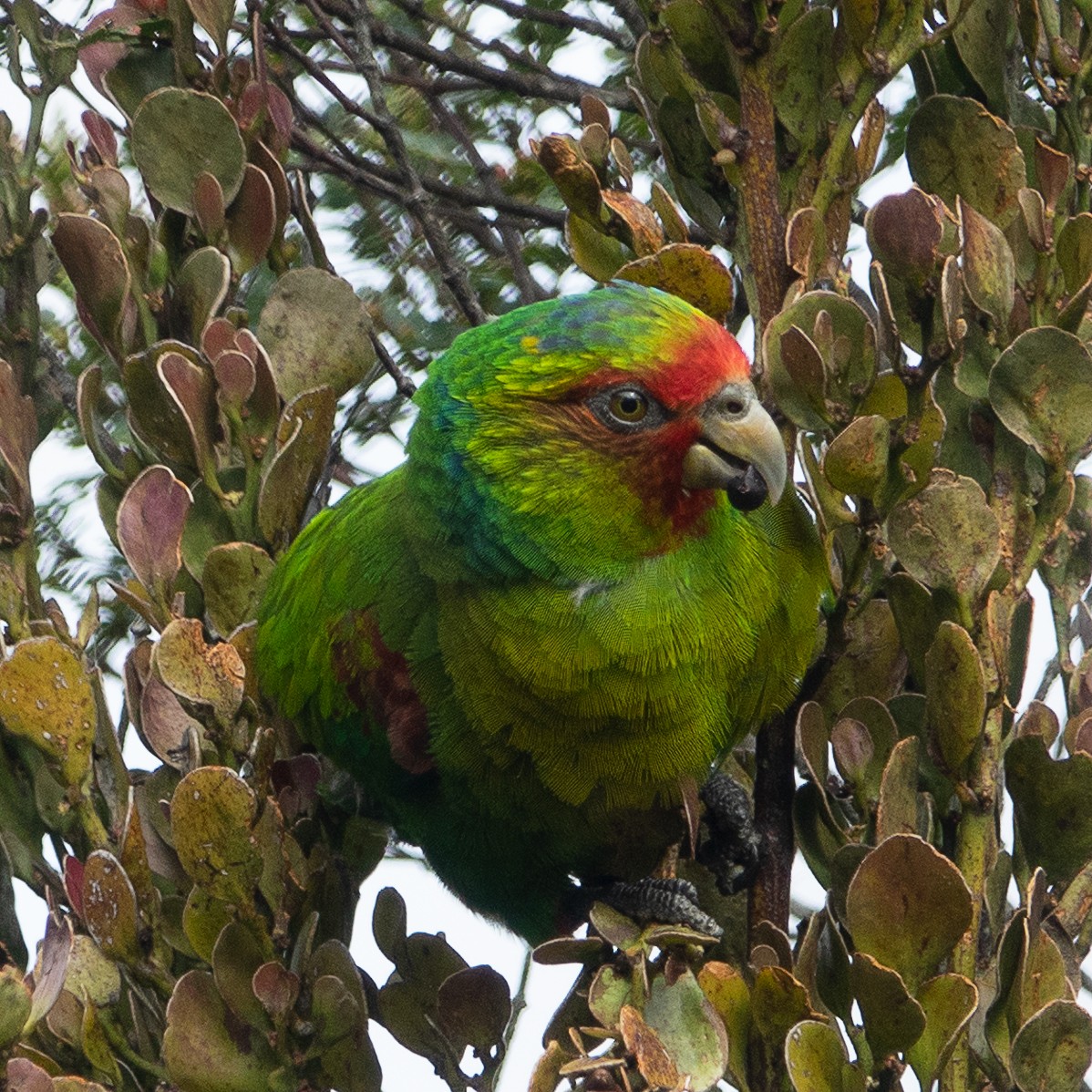 Red-faced Parrot - ML387416271