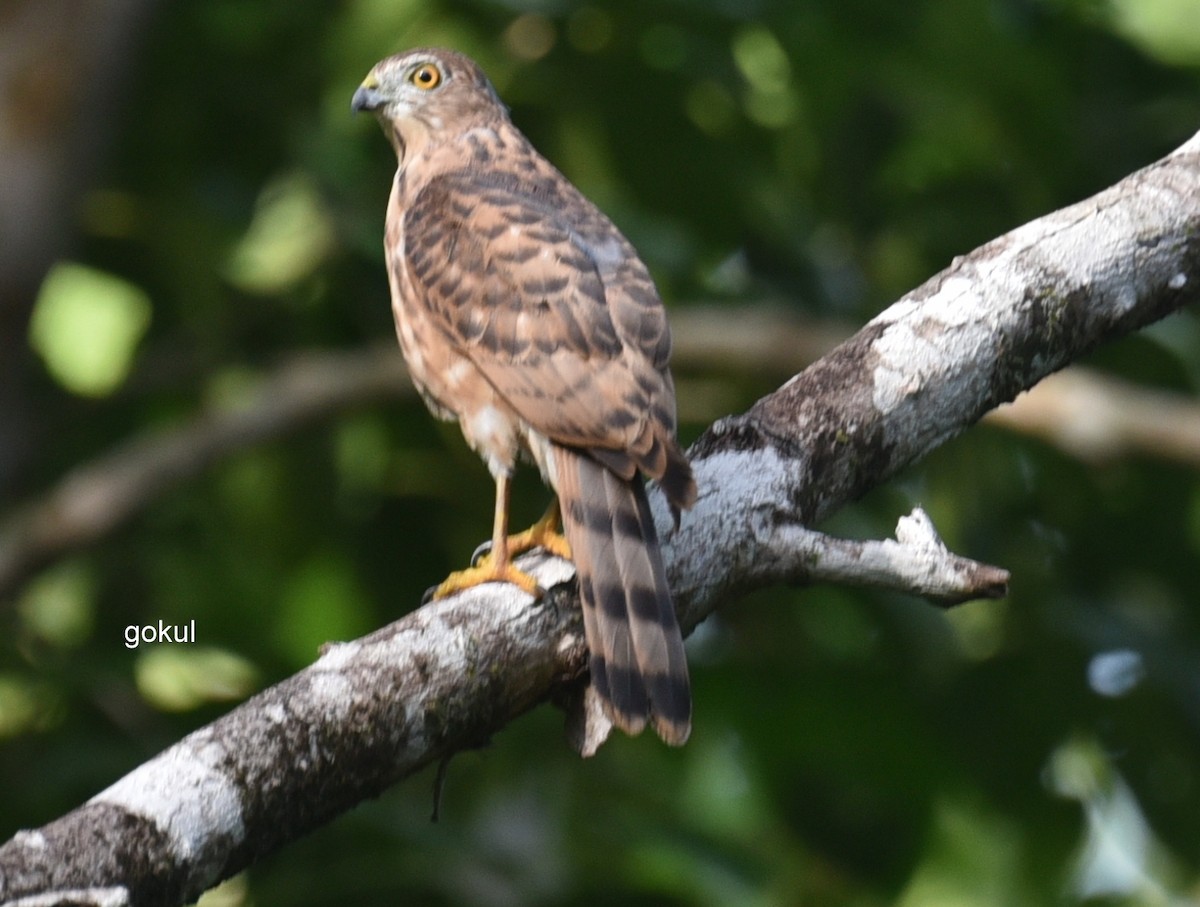 Nicobar Sparrowhawk - Gokulakrishnan G